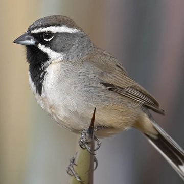 Black-throated Sparrow