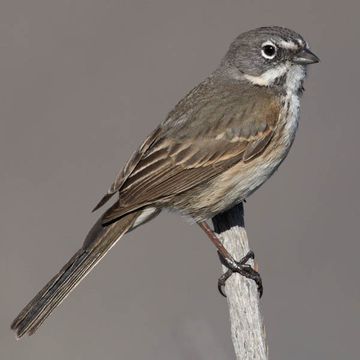 Sage Sparrow