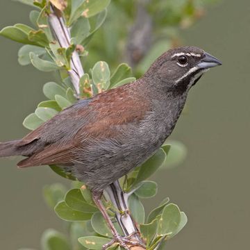 Five-striped Sparrow