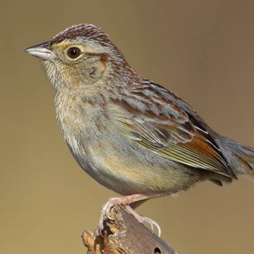 Bachman's Sparrow