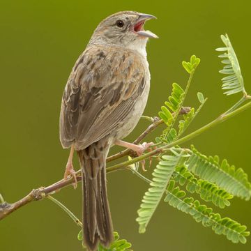 Peucaea botterii