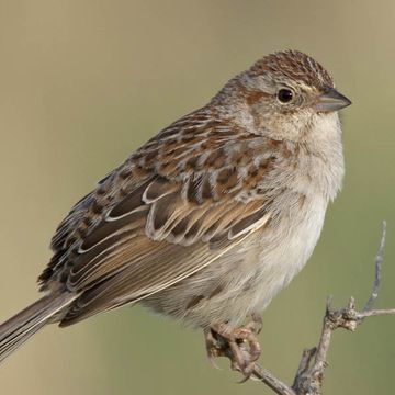 Cassin's Sparrow