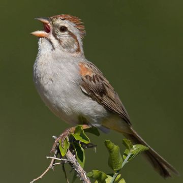 Rufous-winged Sparrow