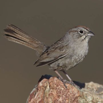 Rufous-crowned Sparrow