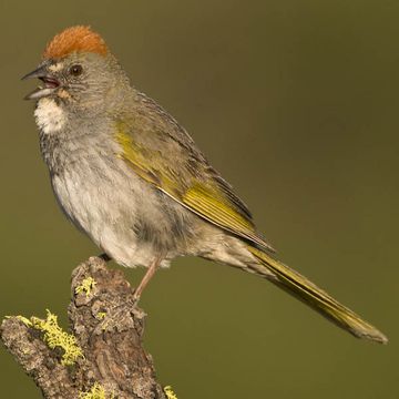 Green-tailed Towhee