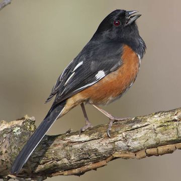 Eastern Towhee