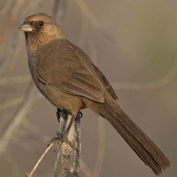 Abert's Towhee