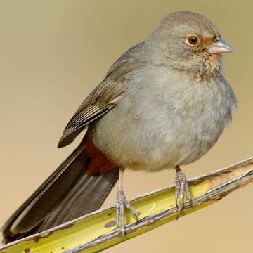 California Towhee