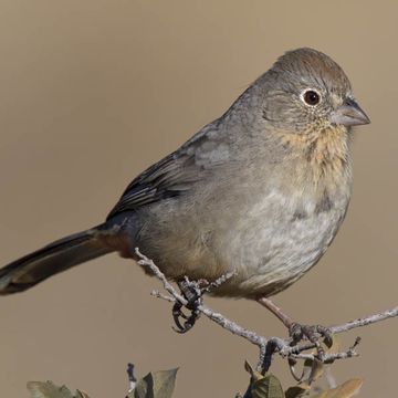 Canyon Towhee