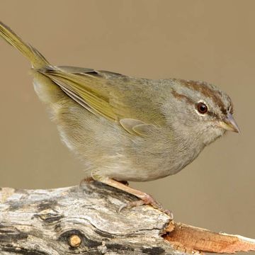 Olive Sparrow