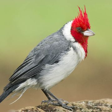 Red-crested Cardinal