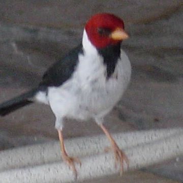 Yellow-billed Cardinal