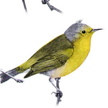 Bachman's Warbler