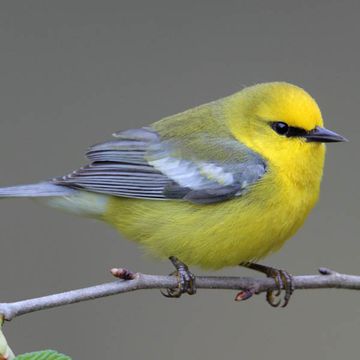 Blue-winged Warbler