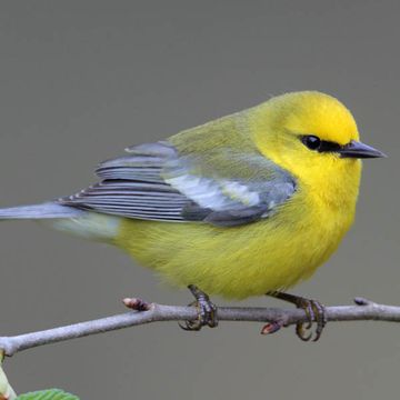 Blue-winged Warbler