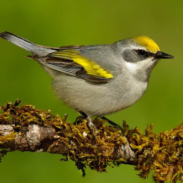 Golden-winged Warbler