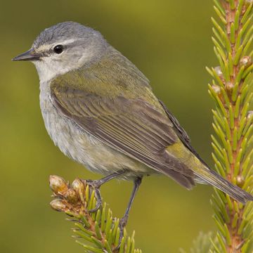 Tennessee Warbler