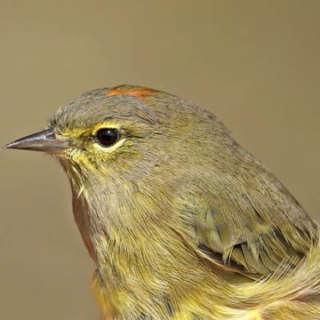 Orange-crowned Warbler