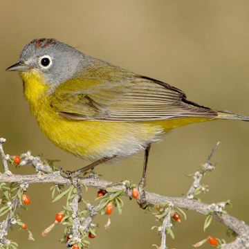 Nashville Warbler