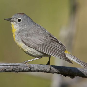 Virginia's Warbler