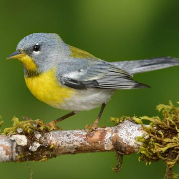 Parula americana