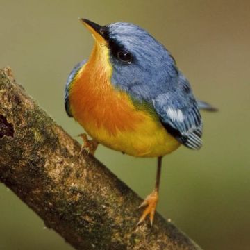 Tropical Parula