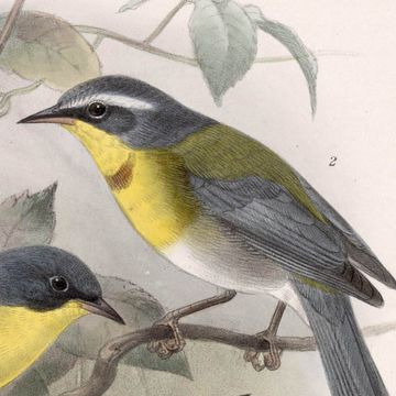 Crescent-chested Warbler