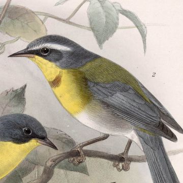 Parula superciliosa