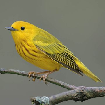 Yellow Warbler