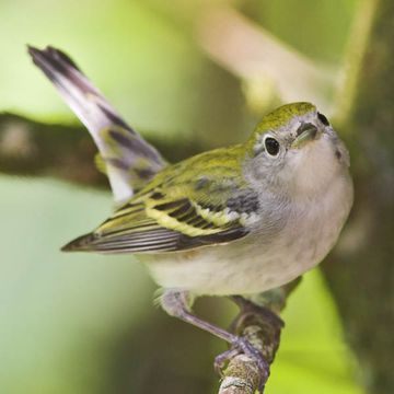 Chestnut-sided Warbler