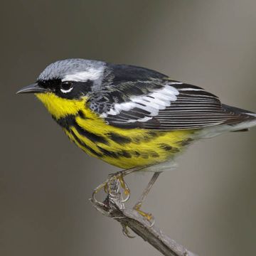 Magnolia Warbler