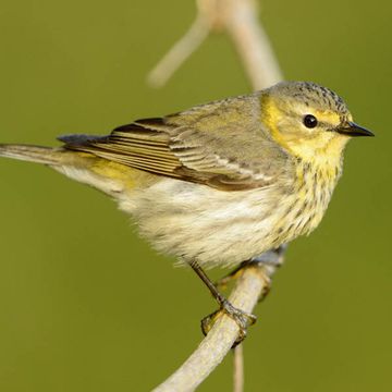 Cape May Warbler