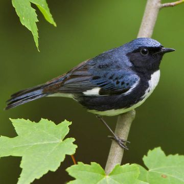 Dendroica caerulescens