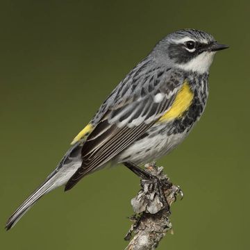 Yellow-rumped Warbler