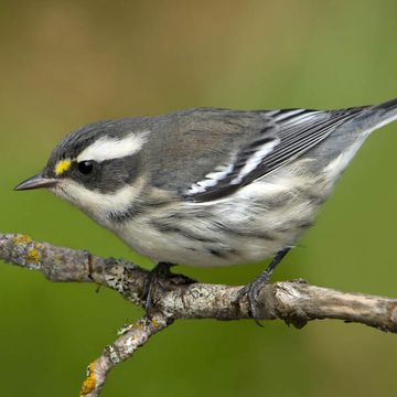 Black-throated Grey Warbler