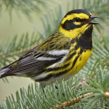 Townsend's Warbler