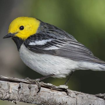 Hermit Warbler