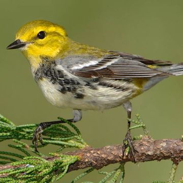 Black-throated Green Warbler