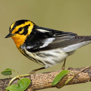 Blackburnian Warbler