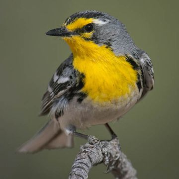 Grace's Warbler