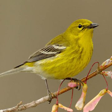 Pine Warbler