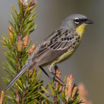 Kirtland's Warbler