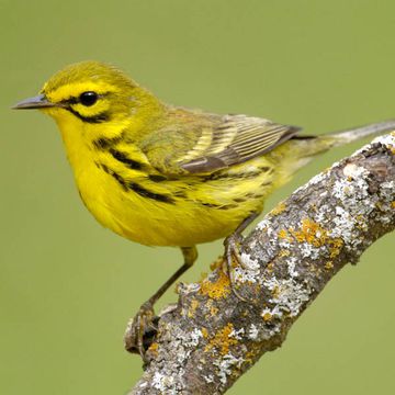 Prairie Warbler