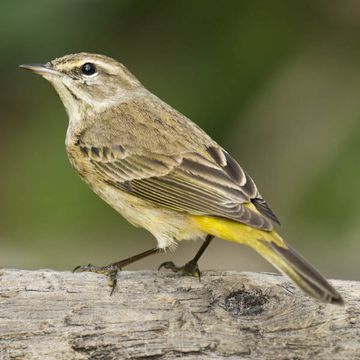 Palm Warbler