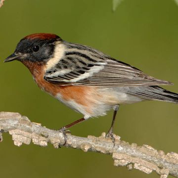 Braunbrustwaldsänger