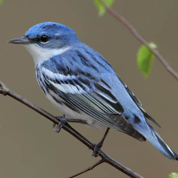 Cerulean Warbler