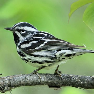 Black-and-white Warbler