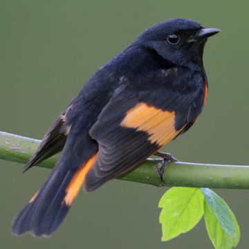 American Redstart