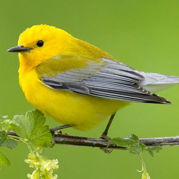 Prothonotary Warbler