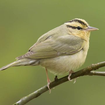 Worm-eating Warbler